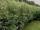 Высокая живая изгородь из дёрена белого: купить, посадить